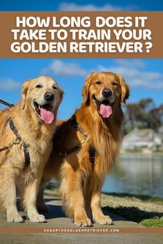 two golden retrievers standing next to each other with the caption how long does it take to train your golden retriever?