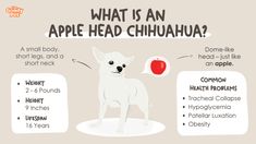 what is an apple head chihuahua? infographical poster with information about the health benefits