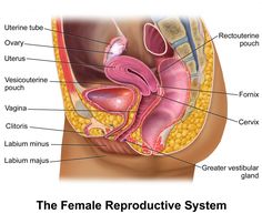 the female reproductional system is shown in this diagram