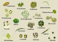 an image of different types of plants and their names on a white background with text below