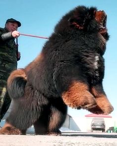 a large black and brown dog standing on it's hind legs next to a man