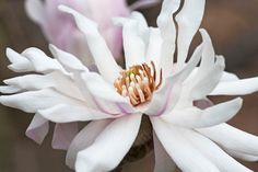 a white flower with pink stamens on it