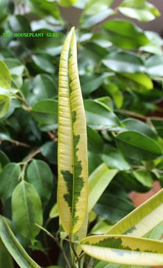 a plant with green and yellow leaves in the foreground is a houseplant shrub