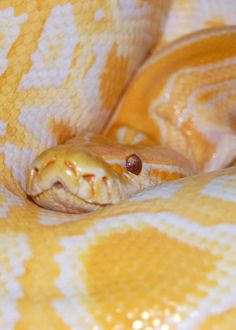 a large yellow and white snake curled up