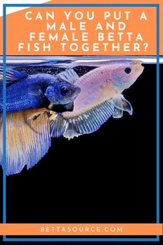 two siamese fish with the words can you put a male and female beta fish together?