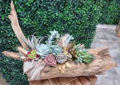 an arrangement of succulents and other plants on a piece of driftwood