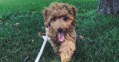 a brown dog sitting on top of a lush green grass covered field next to a tree