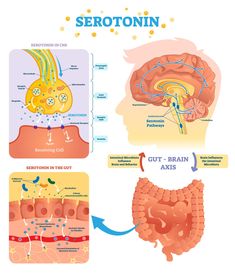 the anatomy of the human brain and its functions, including gutt - brain akes