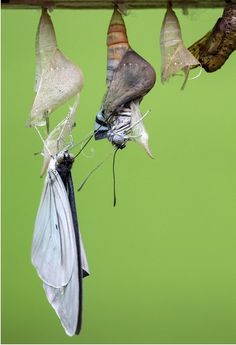 a group of moths hanging from a tree branch with their wings still attached to them