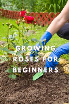 Growing Roses For Beginners Planting A Rose Bush, Rose Gardening Tips, Planting A Rose Garden, Rose Planting Ideas, Rose Bush Ideas