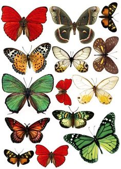 a group of different colored butterflies on a white background