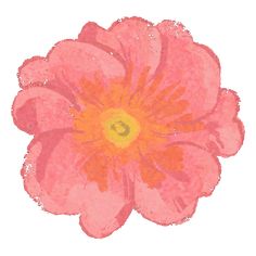 an orange and pink flower on a white background with the letter c in it's center