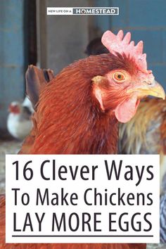 a chicken with the words 16 clever ways to make chickens lay more eggs on it