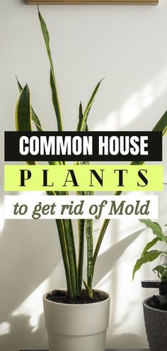 a house plant with the words common house plants to get rid of mold