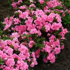 pink flowers are blooming in the garden