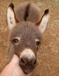 a small donkey being petted by someone's hand