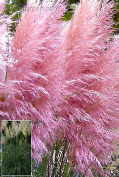 the pink flowers are in bloom on this cell phone screen, and it's time to plant them