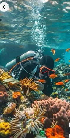 a scuba diver swims in the ocean surrounded by colorful corals and starfish