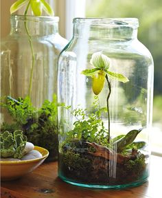 two vases filled with plants on top of a wooden table