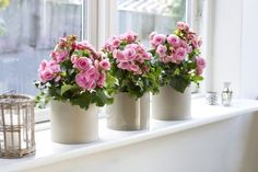 three vases filled with pink flowers sitting on a window sill