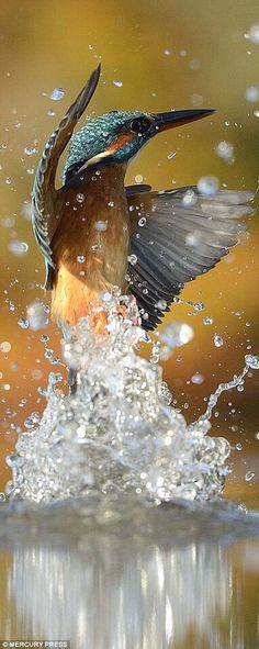 a colorful bird splashing water into the air with it's wings spread out