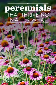 pink flowers with the words perennials that have no matter what