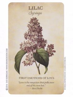 a card with an image of lilacs on it and the words, first emotions of love