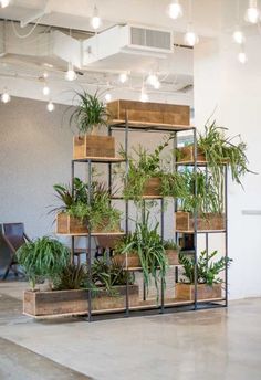 several plants are arranged on wooden shelves in an office setting with white lights hanging from the ceiling