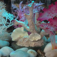 corals and seaweed are displayed in a glass case