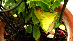 a potted plant with green leaves in it