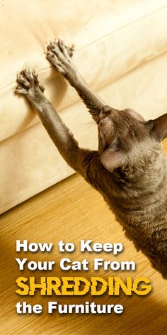 a cat reaching up to reach the floor with it's front paws and paw