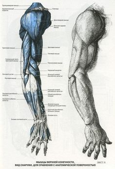 this is an image of the muscles and tendors in human body diagram with caption