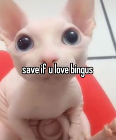 a white cat with big eyes sitting on top of a red chair and the caption says save if u love bingus