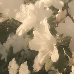 white flowers are blooming in the sun