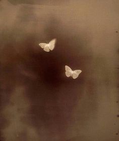 two white butterflies flying in the sky on a foggy day with black and white background