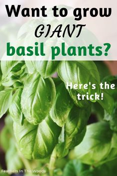 Large basil plant growing in pot on porch Basil In Pots Growing, Growing Basil In Containers, Basil Plants In Pots, Planting Basil In Pots, Indoor Basil Plant, Basil Growing Tips, How To Grow Basil Indoors, How To Grow Basil, Regrow Basil