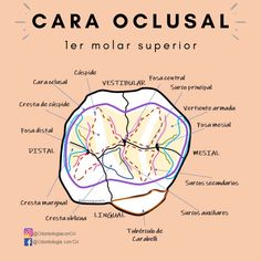 Dental Posters, Kedokteran Gigi, Medicine Studies