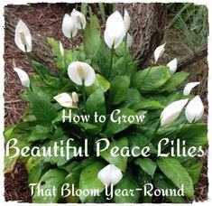 white flowers with the words how to grow beautiful peace lilies that bloom year round