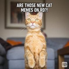 an orange cat standing on its hind legs with the caption are those new cat memes on rd?