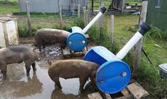 three pigs drinking water out of a trough