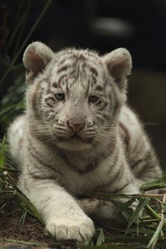 a small white tiger laying on top of grass