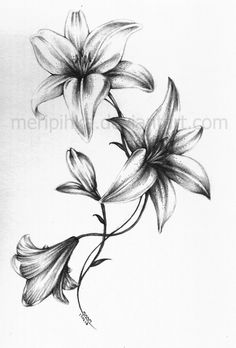 a drawing of three flowers on a white background