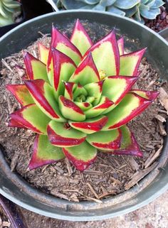 a red and green plant in a pot on the ground next to some other plants