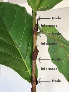 the parts of a plant that are labeled on a white wall with green leaves in front of it