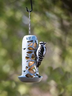 a bird that is sitting on a bird feeder