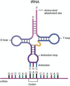 the structure of an animal's protein, labeled in three different colors and numbers