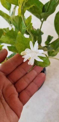 a hand holding a small white flower in it's palm next to some green leaves