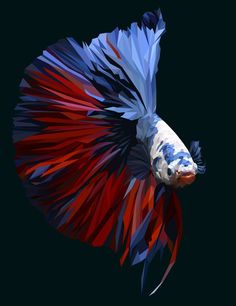 a red, white and blue fish on a black background