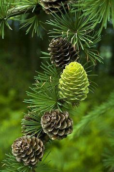 some pine cones are hanging from a tree