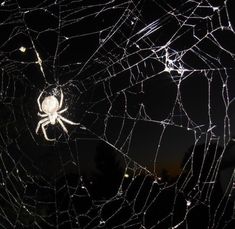 a spider sits on its web in the dark